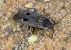 Graptopeltus lynceus
