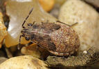 Nysius ericae