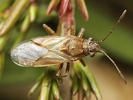 Nysius helveticus