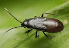Aphanus rolandri
