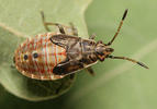 Arocatus longiceps
