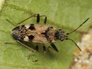 Beosus maritimus