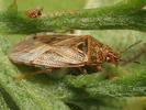 Chilacis typhae