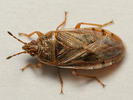 Chilacis typhae
