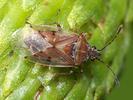 Kleidocerys resedae