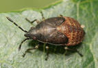 Kleidocerys resedae nymph