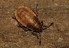 Kleidocerys resedae nymph