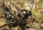 Pionosomus varius