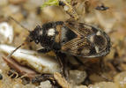 Pionosomus varius