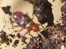 Taphropeltus contractus