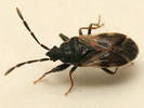 Taphropeltus contractus