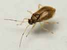 Bryocoris pteridis