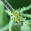 Calocoris alpestris