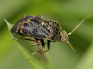Charagochilus gyllenhali