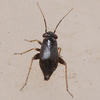 Chlamydatus wilkinsoni