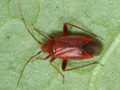Adelphocoris ticinensis
