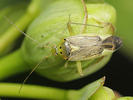 Closterotomus trivialis