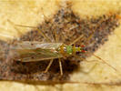 Dicyphus epilobii