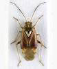 Lygus pratensis