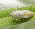 Placochilus seladonicus