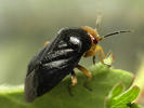 Strongylocoris leucocephalus