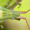 Trigonotylus caelestialum
