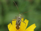 Adelphocoris lineolatus
