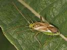 Adelphocoris lineolatus