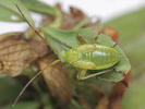 Adelphocoris lineolatus nymph