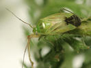 Apolygus lucorum