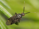 Atractotomus magnicornis