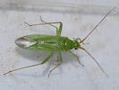 Blepharidopterus angulatus