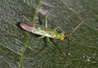 Blepharidopterus angulatus