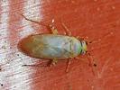 Campylomma annulicorne