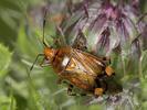 Deraeocoris flavilinea