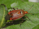 Deraeocoris olivaceus