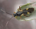 Globiceps fulvicollis cruciatus