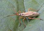 Leptopterna dolabrata
