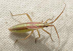 Leptopterna ferrugata
