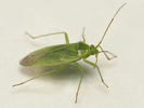Lygocoris rugicollis