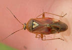 Lygus pratensis