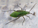Macrotylus solitarius nymph