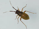 Mecomma ambulans nymph