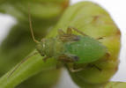 Megalocoleus tanaceti nymph