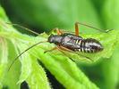 Miris striatus nymph