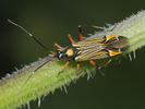 Miris striatus