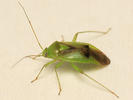 Neolygus viridis