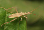 Notostira elongata
