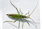 Notostira elongata