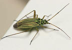 Oncotylus viridiflavus